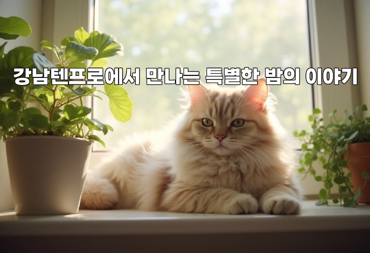 강남텐프로에서 만나는 특별한 밤의 이야기